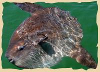 Mola Mola - ein seltener Mondfisch