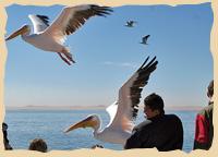 Pelikane bei der Fütterung