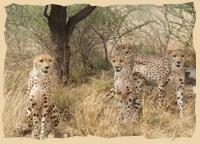 Cheetahs auf Düsternbrook