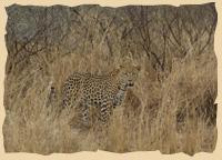 Leopard getarnt im Gras