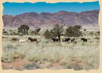 Durch die Namib auf dem Rücken der Pferde