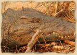 Krokodil im Kazangula Krokodilpark