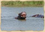 Nilpferde im Chobe Fluss