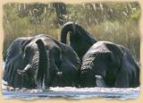Badende Elefanten im Chobe Nationalpark