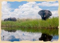 Okavango Delta - Elefanten