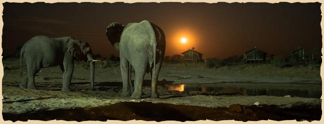 Elephant Sands von Dennis Wehrmann