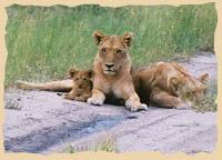 Löwenfamilie auf Straße