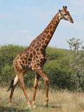 Giraffenpirsch  im Mokolodi Naturreservat