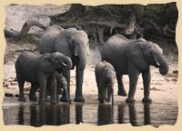 Zhovu Elephant Lodge Kasane