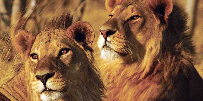 Löwen im Chobe Nationalpark