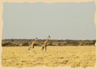 Giraffen in der Trockenzeit