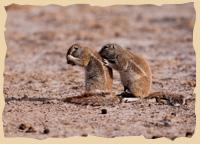Erdhörnchen im Central Kalahari Game Reserve