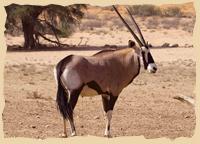 Oryx am Wasserloch im Kgalagadi Transfrontier Park