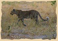 Hier ist Leopardengebiet
