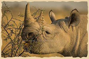 Rhinotrekking im Damaraland bei Bergsig