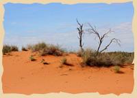 Dünenlandschaft der Kalahari