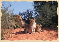 Kalahari Löwenfamilie