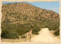 Giraffen auf Omandumba im Erongo