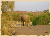 Elefant bei der Palmwag Lodge