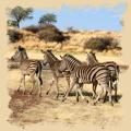Eine Herde Zebras am Wasserloch der Red Dunes Lodge