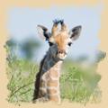 Junges Giraffenweibchen