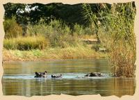 Hippos im Mahangu Park