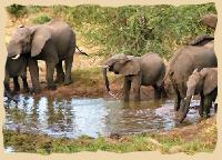 Elefanten am Wasserloch des Senyati Camps