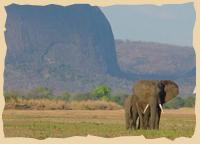 Elefanten auf einer Piirschfahrt im Niassa Game Reserve