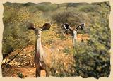 Kudu in der Kalahari