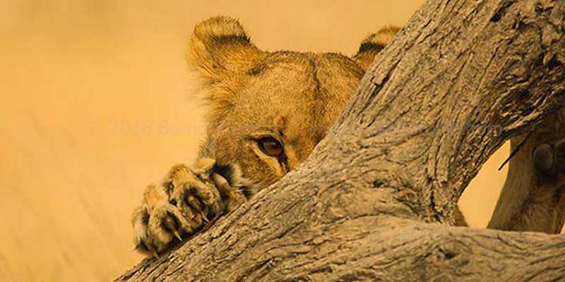 Etosha Fotosafari - Löwe hinterm Baum