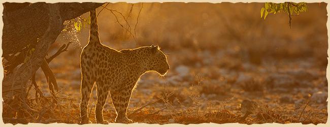 Leopard im Sonnenuntergang