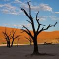Dead Vlei in der Namib