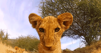 Kleiner Löwe in Südafrika
