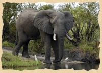 Elefant im Chobe Park